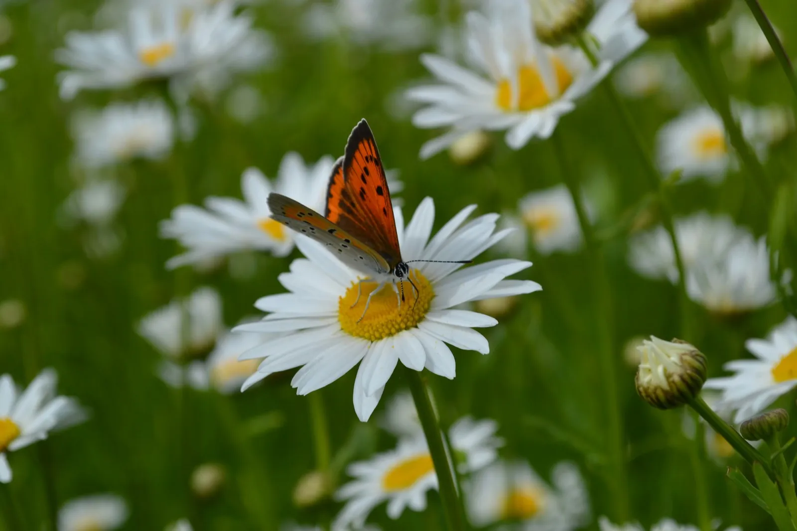 A wildlife-friendly shady garden in South East London