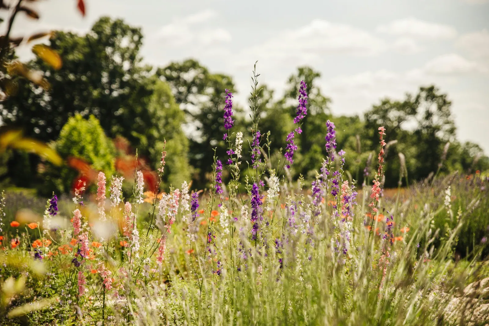 A wildlife-friendly, chemical-free South East London garden with weeded borders