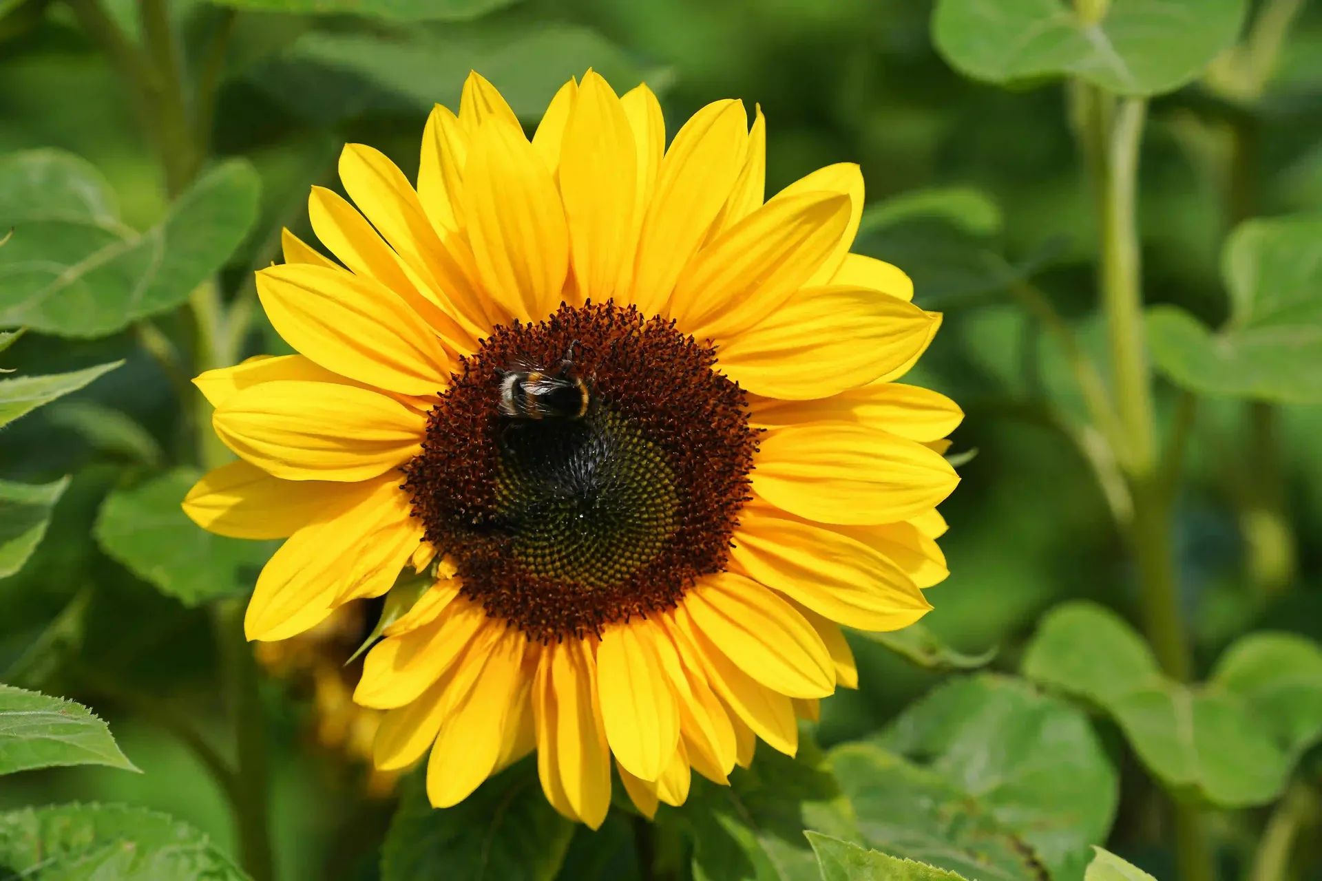 Eco-friendly garden clearance preserving valuable plants