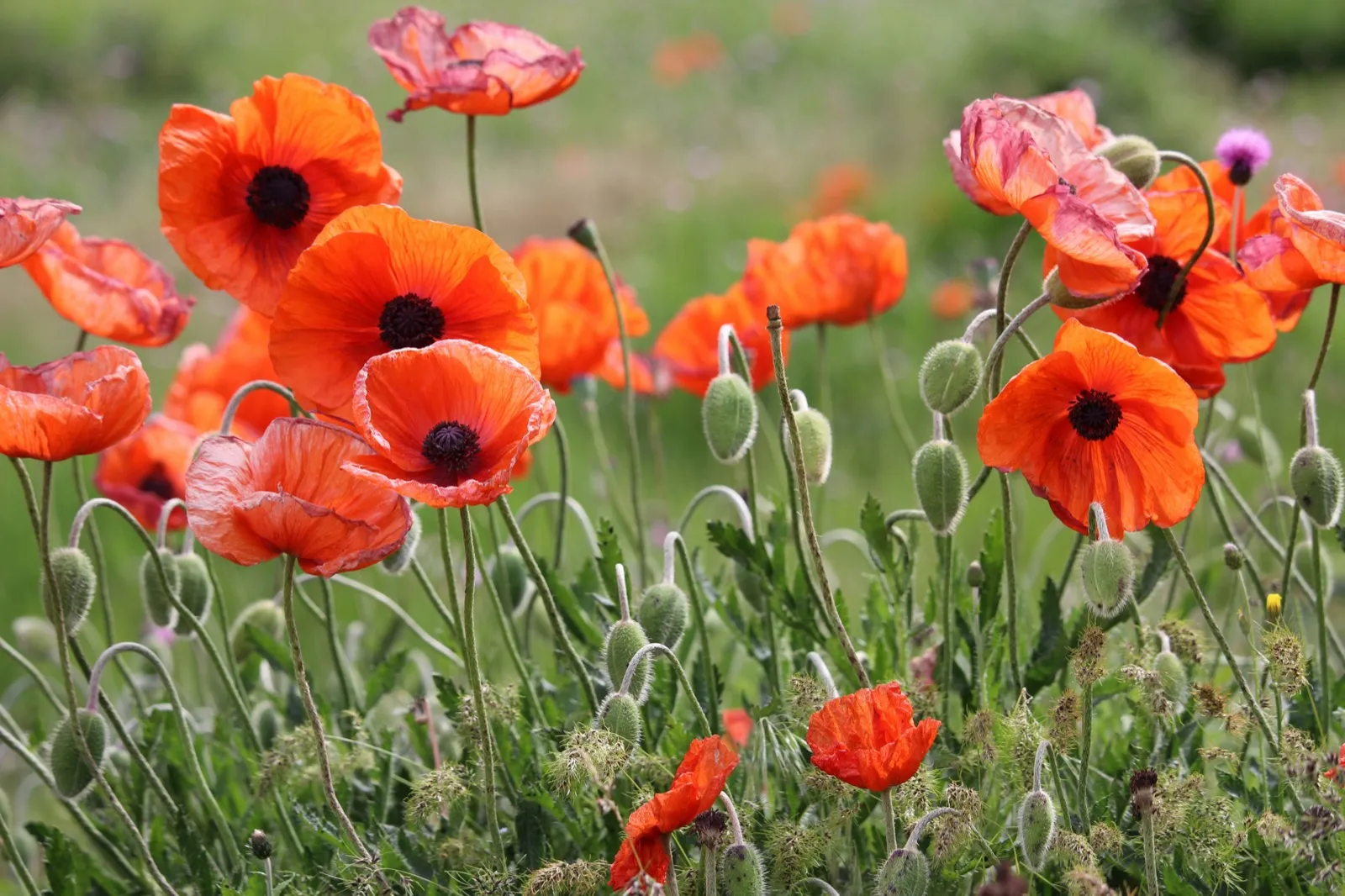 A wildlife-friendly flower bed full of blooms in a South East London garden