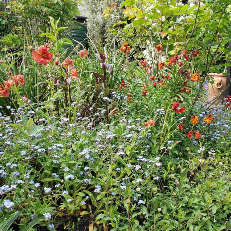 Colourful garden flowers