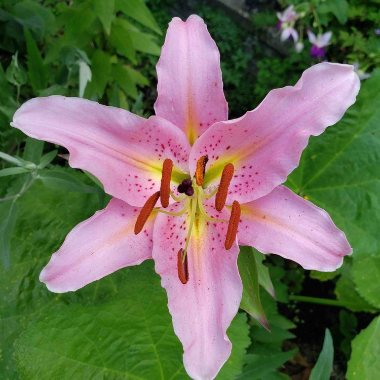 Pink stargazer lily