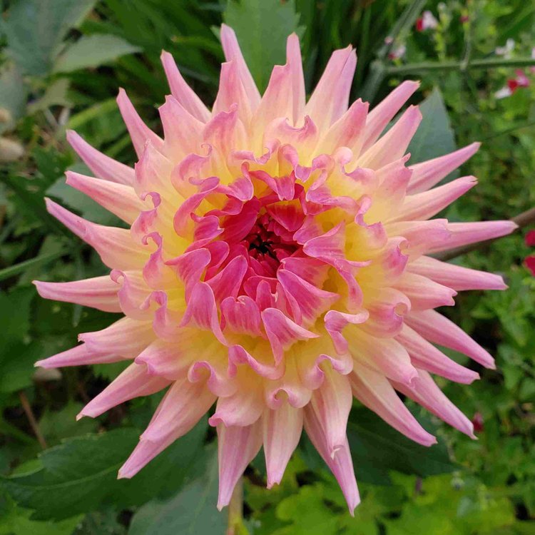 Pink dahlia