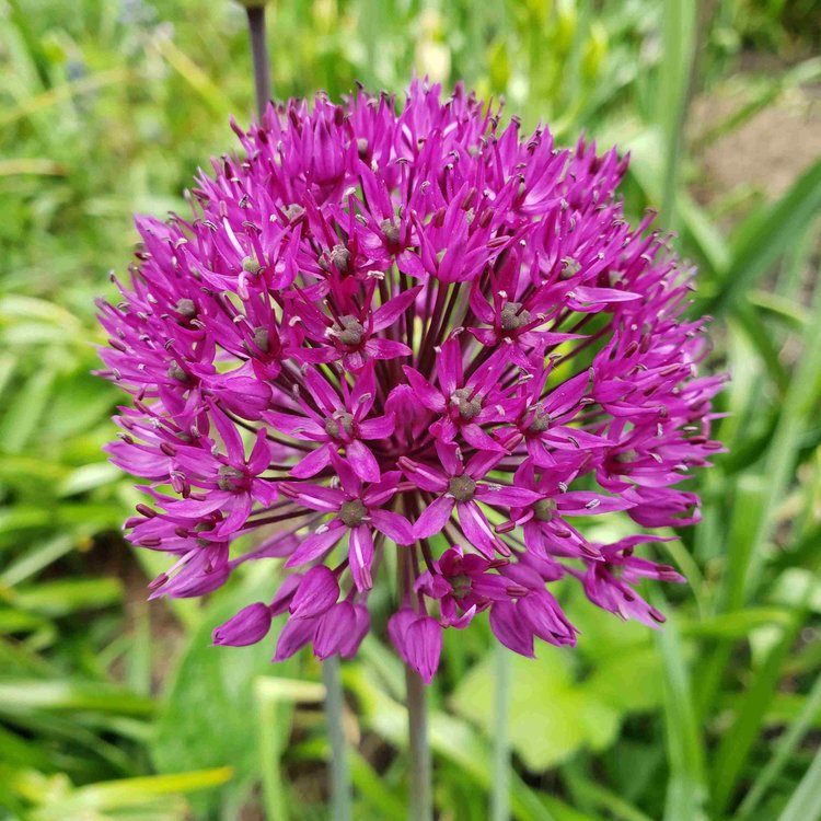 Purple allium