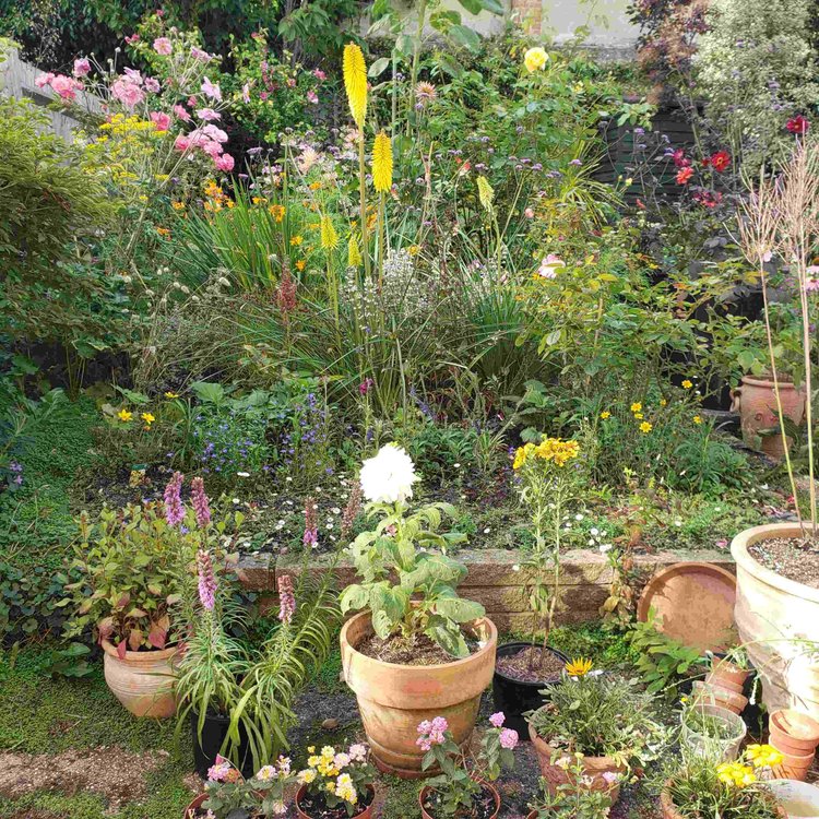 Garden with potted plants