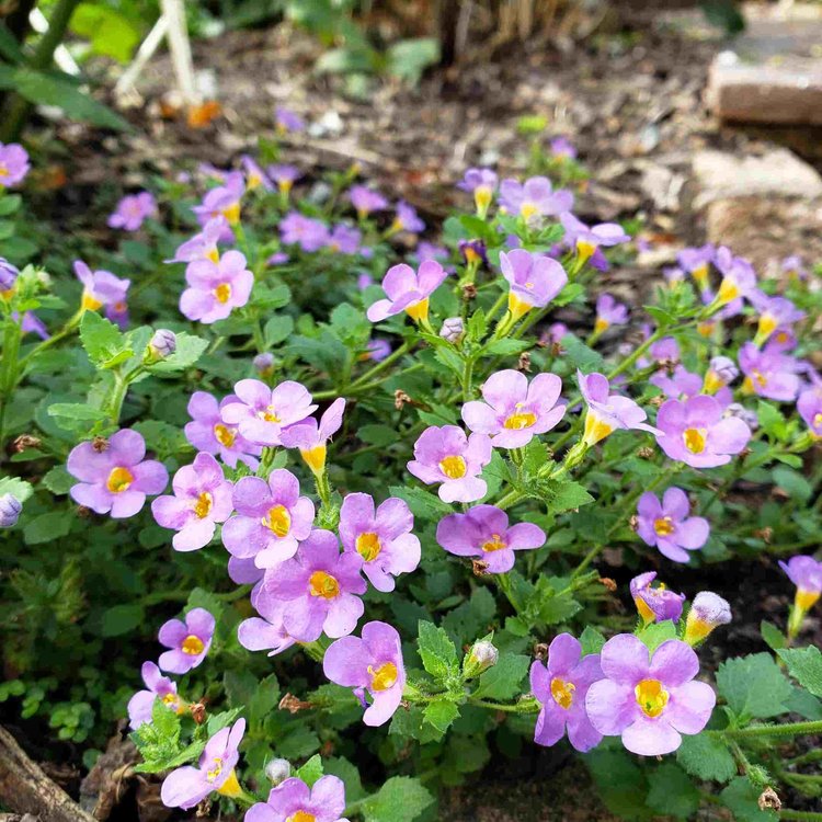 Purple and yellow plants
