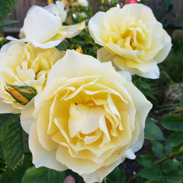 Yellow roses