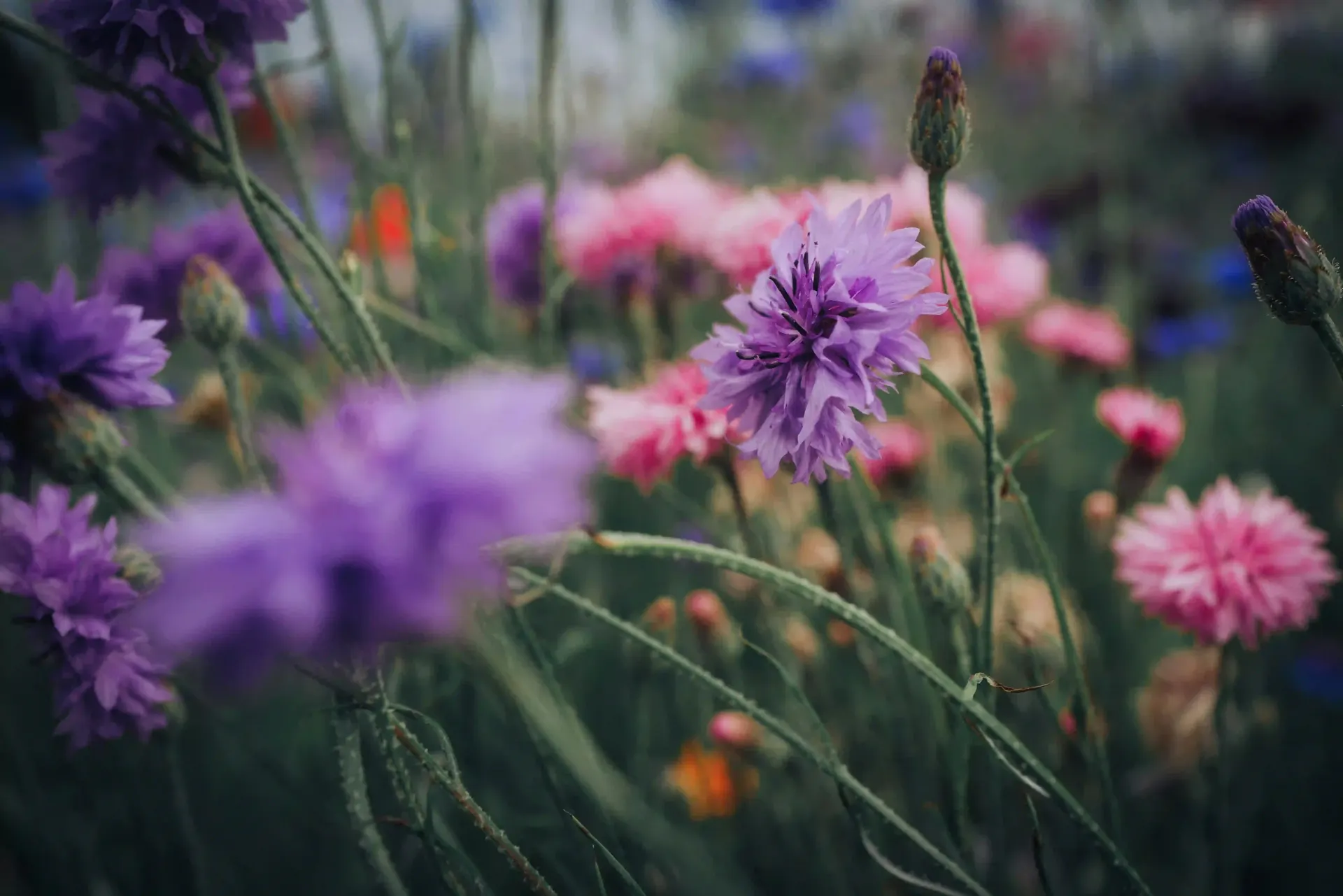 Garden design service, a cornflower meadow planting in full bloom