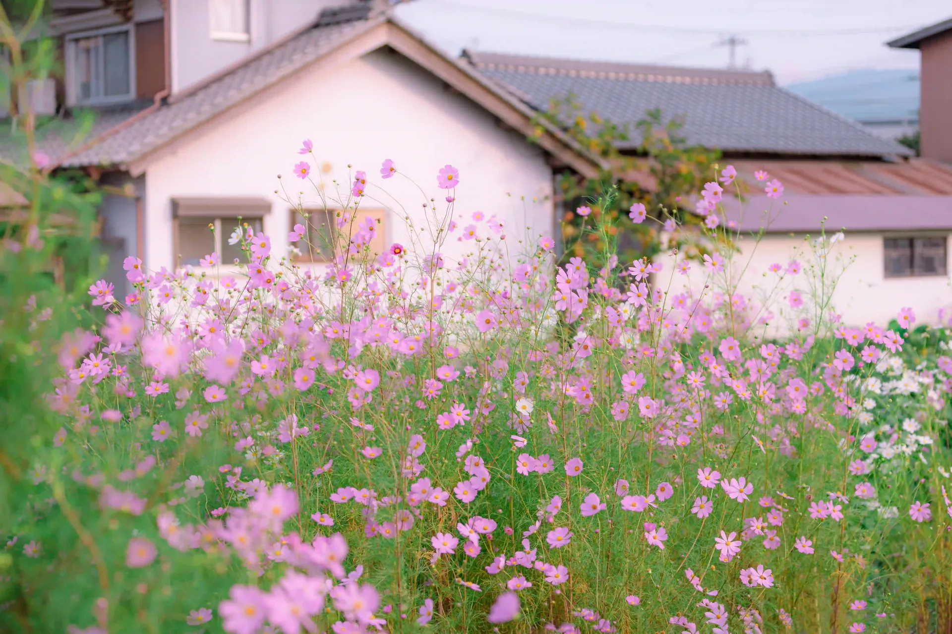 Garden tips and expert advice from Urban Bloom Gardening