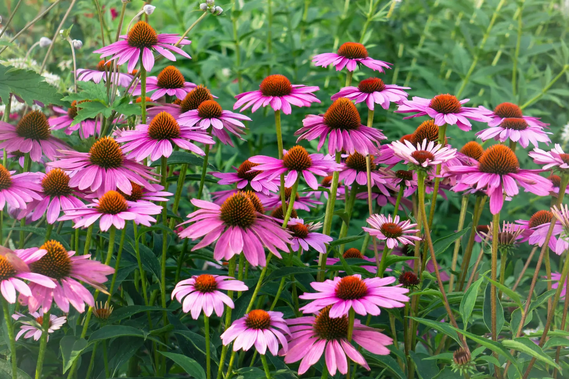 Garden transformation with blooming results after clearance