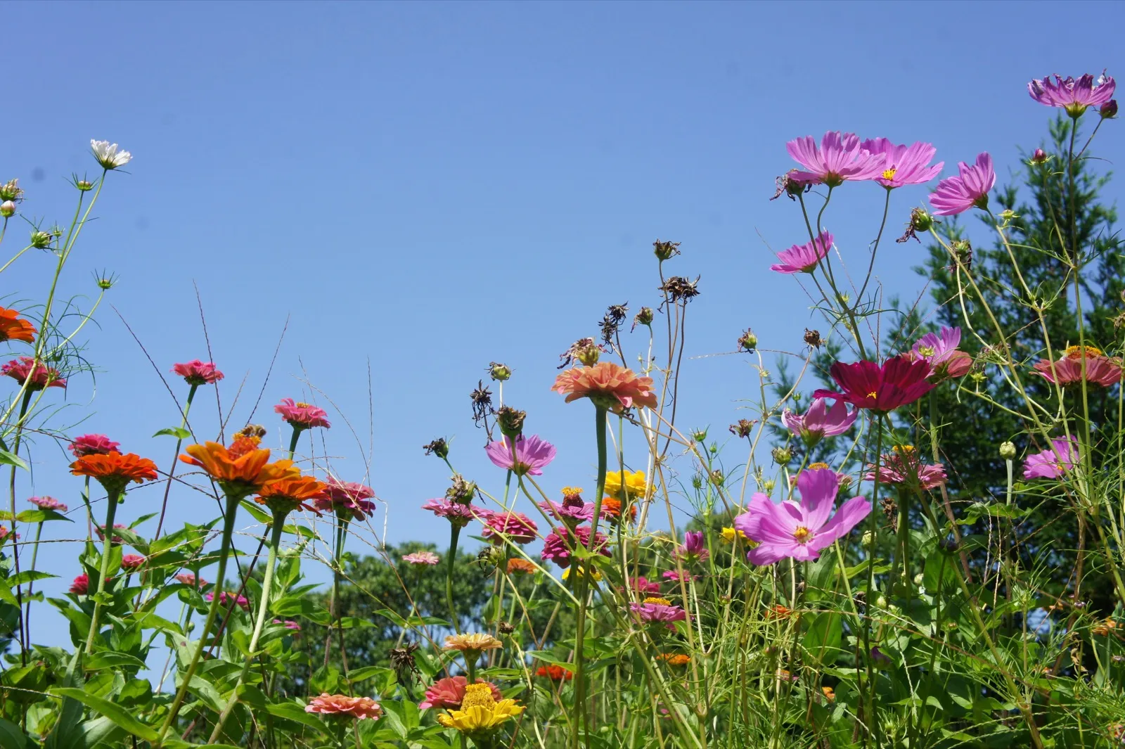 Blackheath gardens