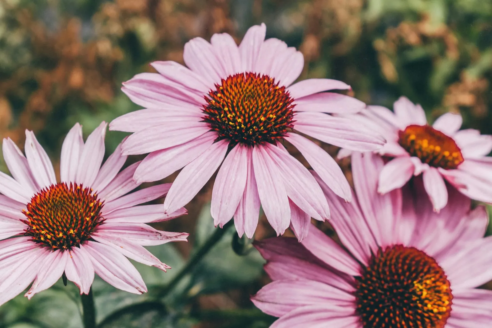 A wildlife-friendly, chemical-free garden in South East London