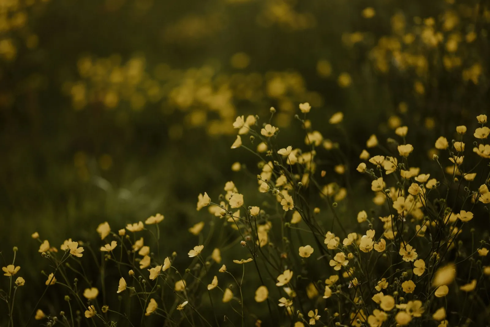 Professional lawn care and restoration service in Dulwich SE21