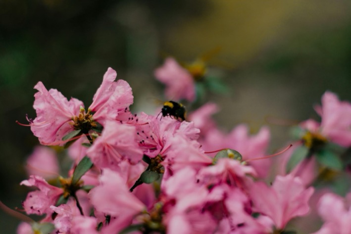How to Create a Pollinator Garden (UK Guide)