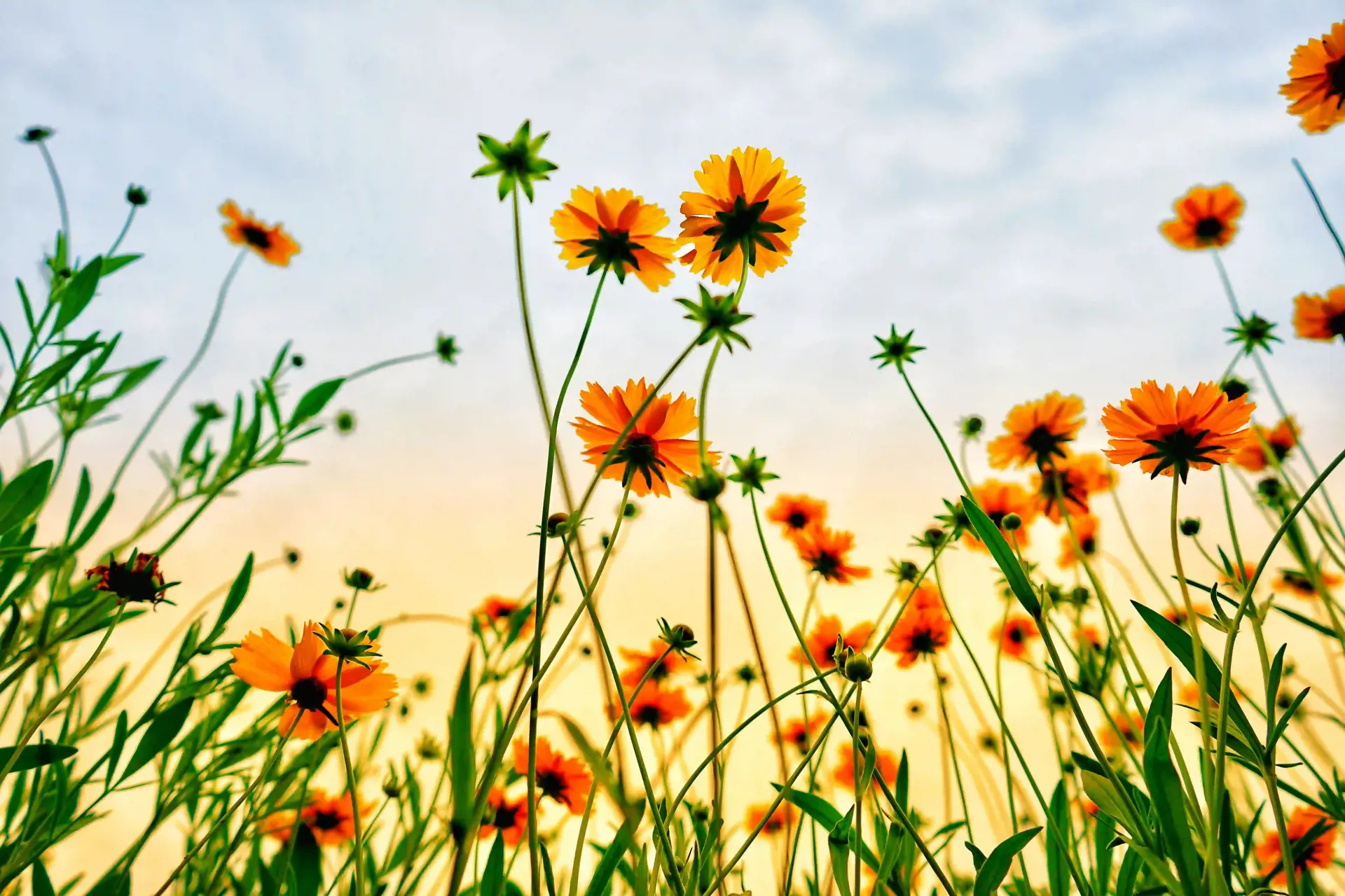 Vibrant flowers from a garden design planting plan