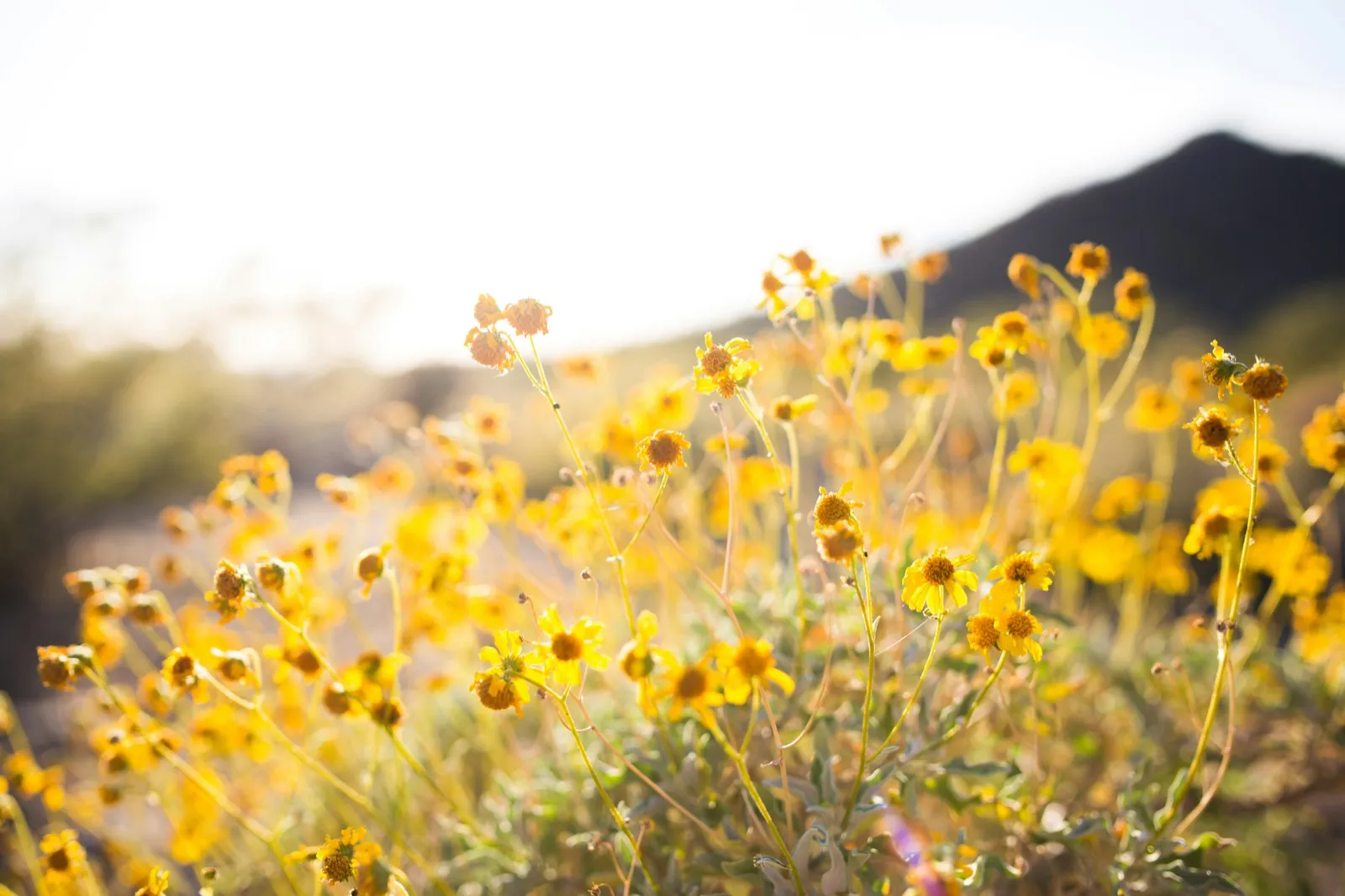 Plant Propagation & Care service in Crystal Palace SE19, South East London