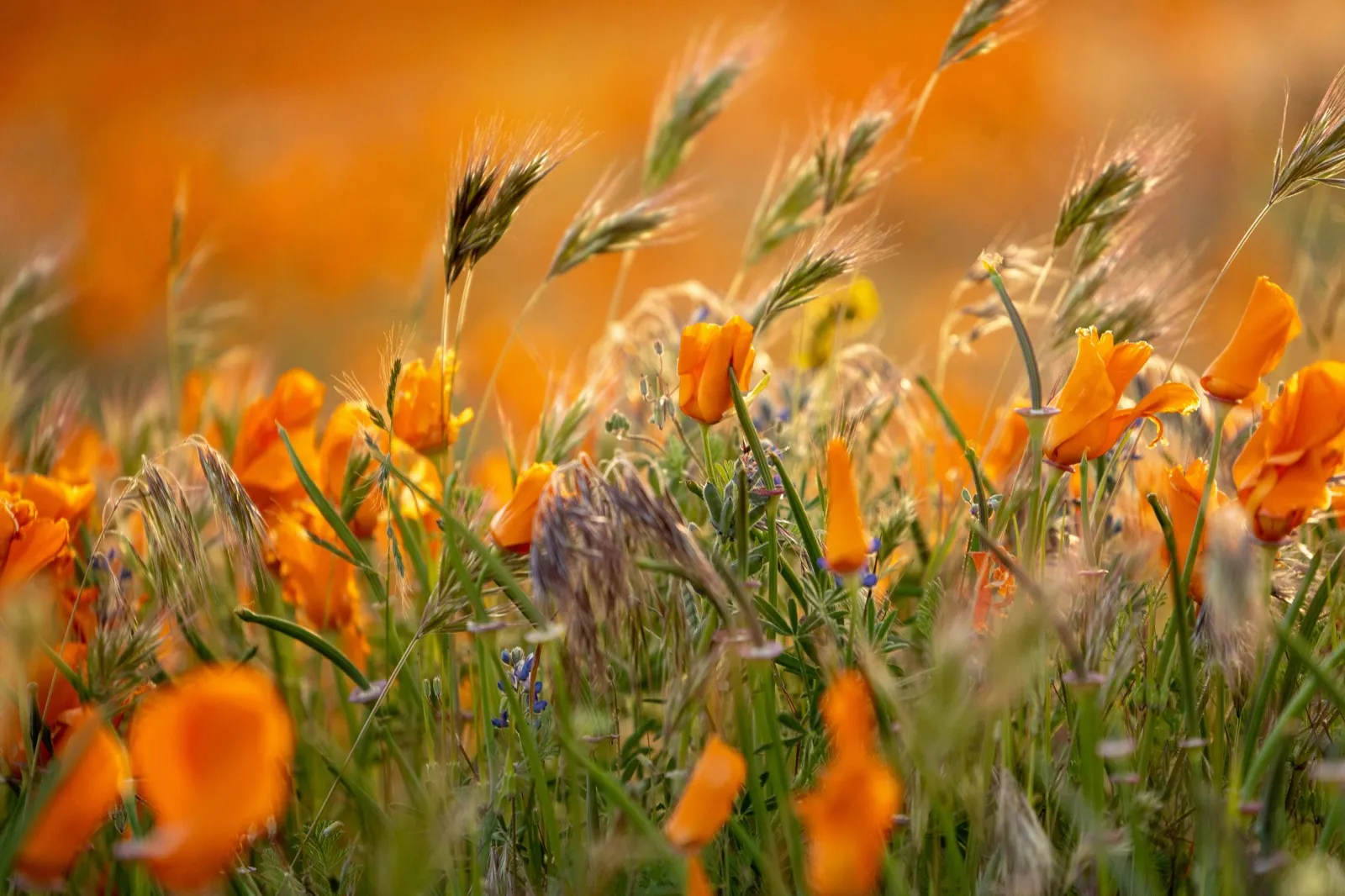 Plant Propagation & Care service in Forest Hill SE23, South East London