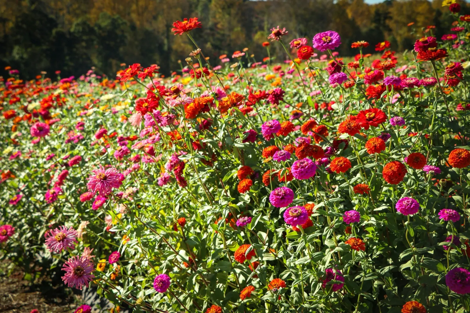 Planting Plans & Design service in Greenwich SE10, South East London