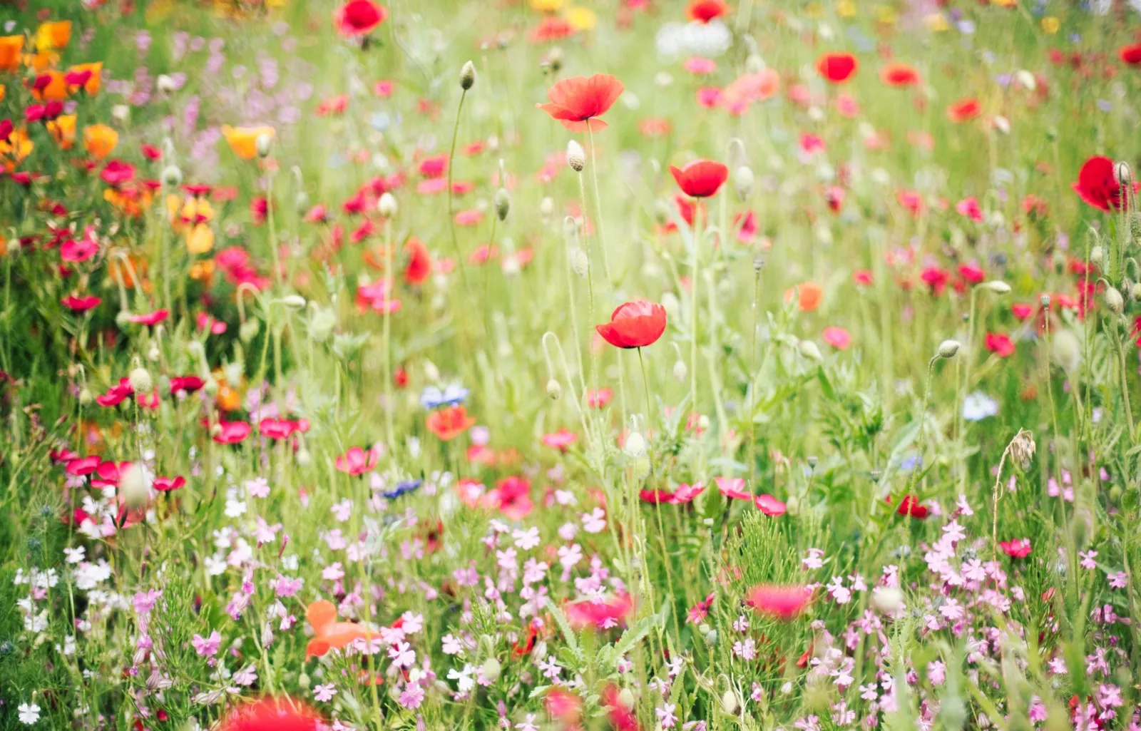 Planting Plans & Design service in Herne Hill SE24, South East London