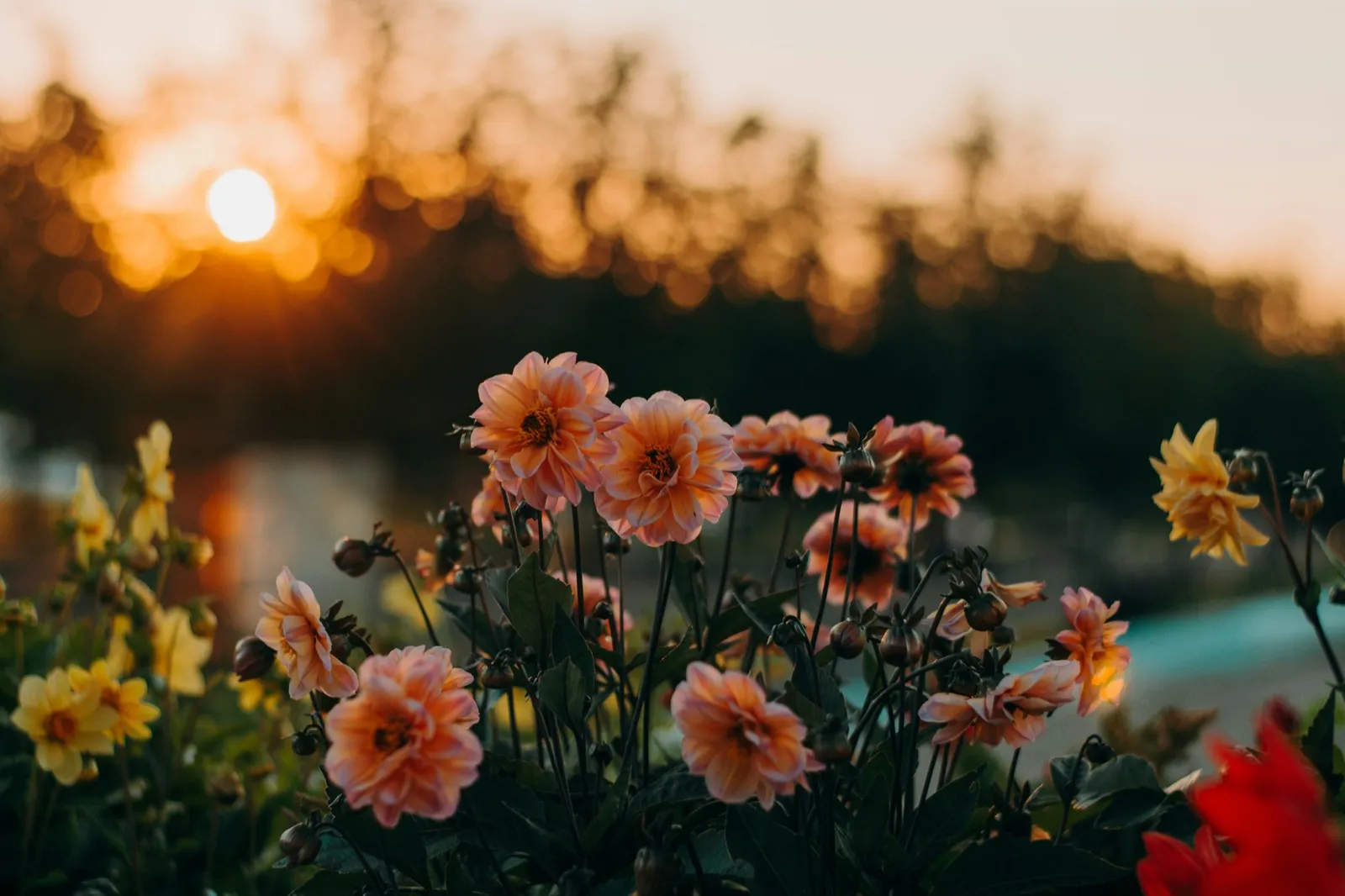 Planting Plans & Design service in Honor Oak SE23, South East London