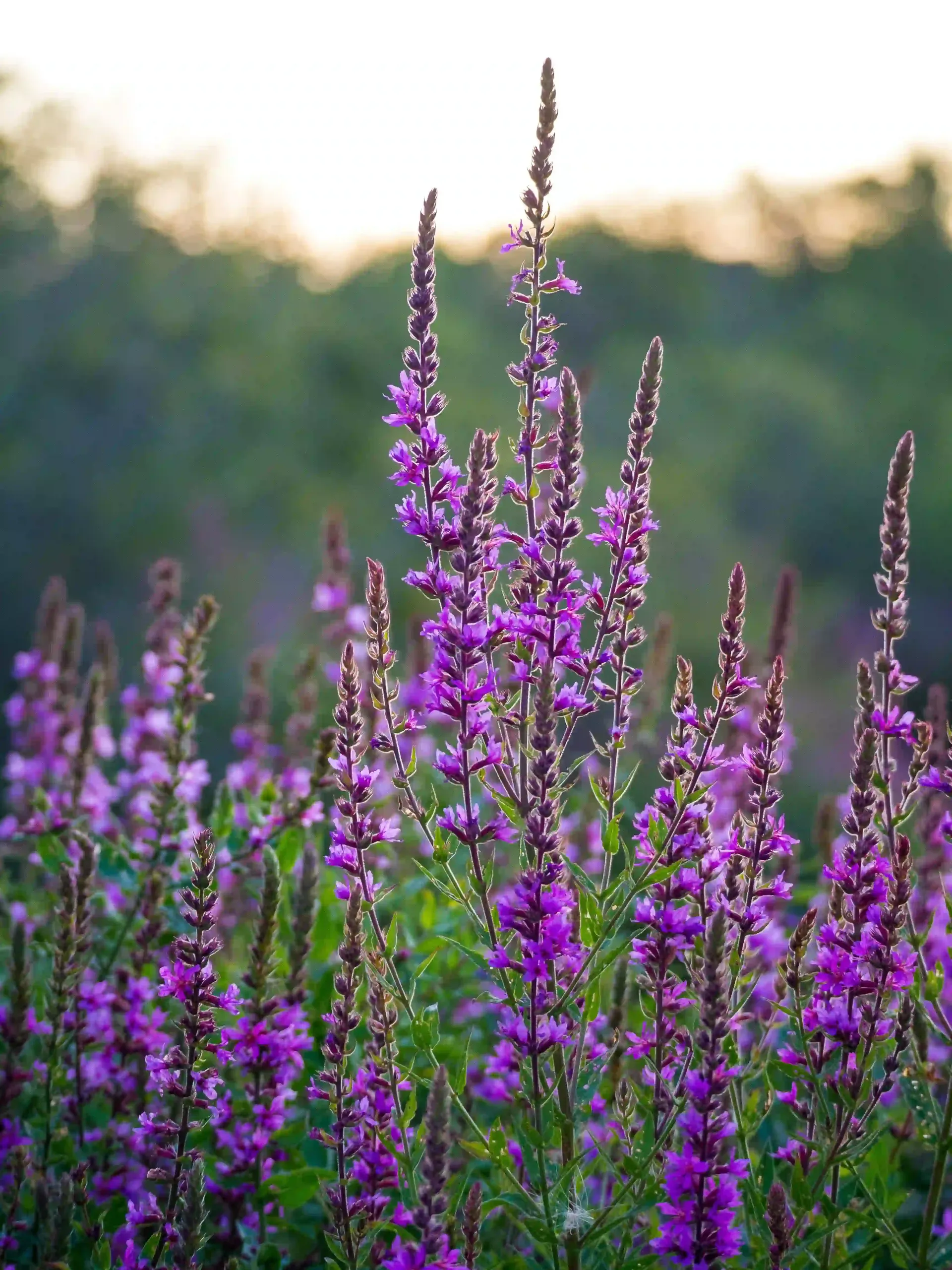 Propagated purple flowering plants