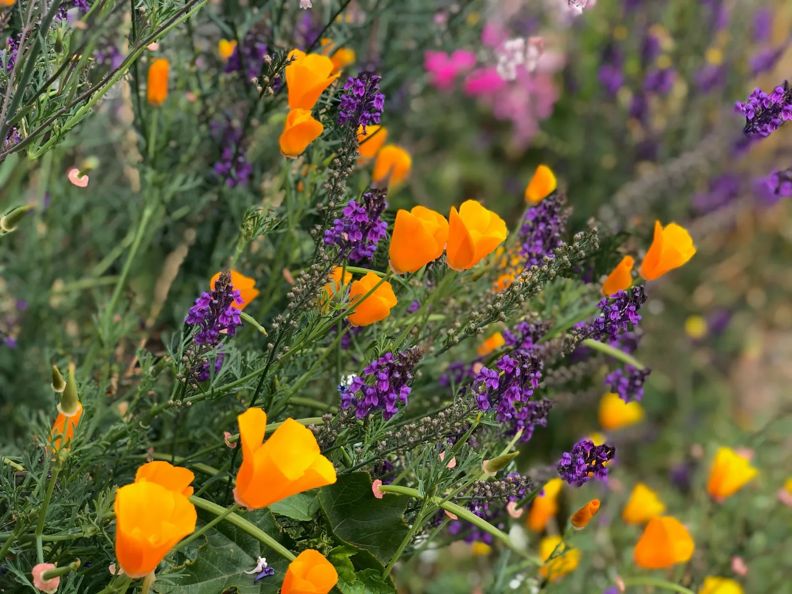 Garden care and soil improvement & mulching in Dulwich SE21