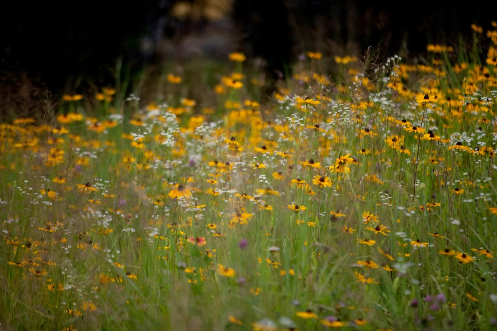 Wildlife Garden Design service in Nunhead SE15, South East London
