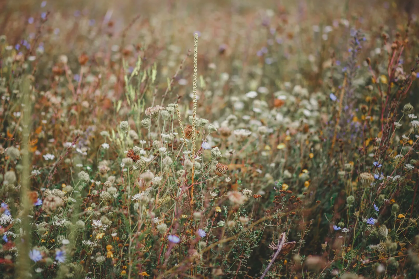 Wildlife Garden Design service in Peckham SE15, South East London